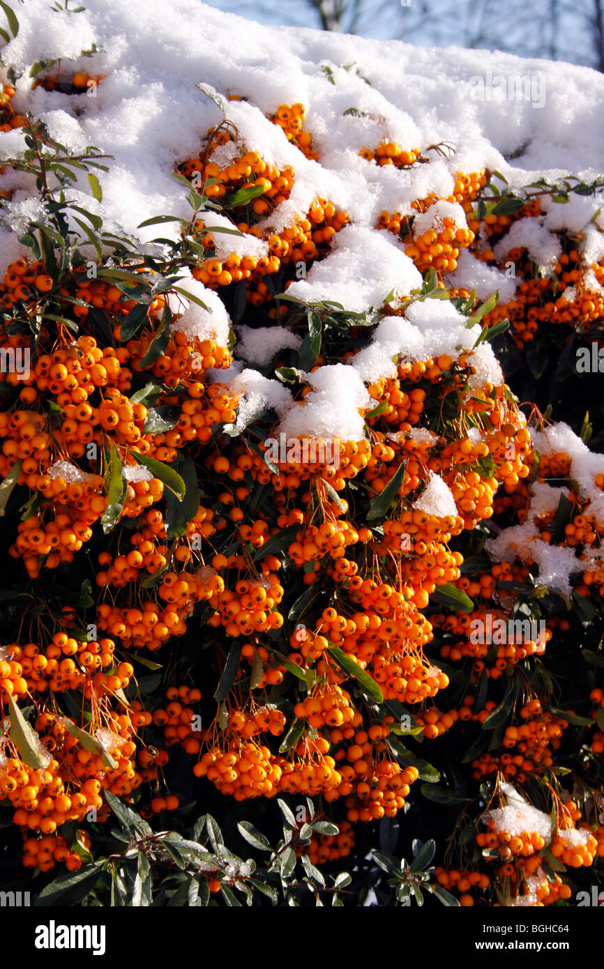 FEUERDORN PYRACANTHA. SOLEIL d oder. Stockfoto