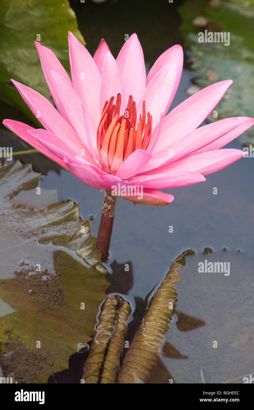 Lotusblume in Bali, Indonesien Stockfoto