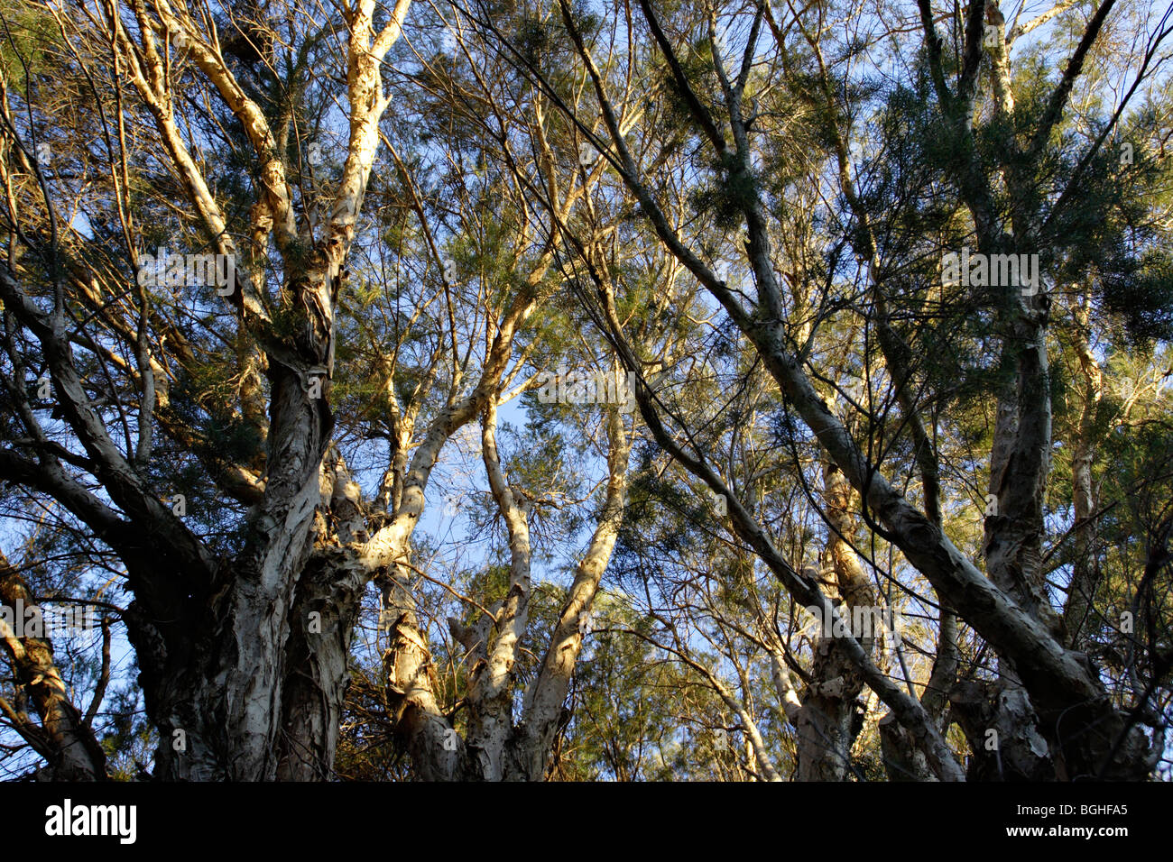 Leichte Bäume (Melaleuca Rhaphiophylia) im Regionalpark Canning River, Western Australia. Stockfoto