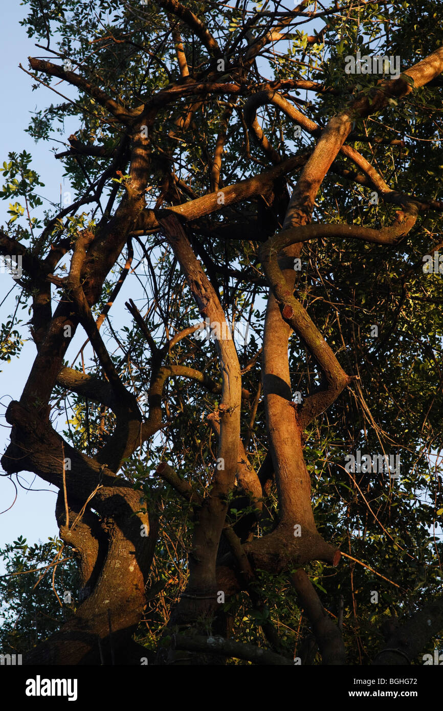 Weiches Licht auf Baum bei Sonnenuntergang. Farbe. Stockfoto