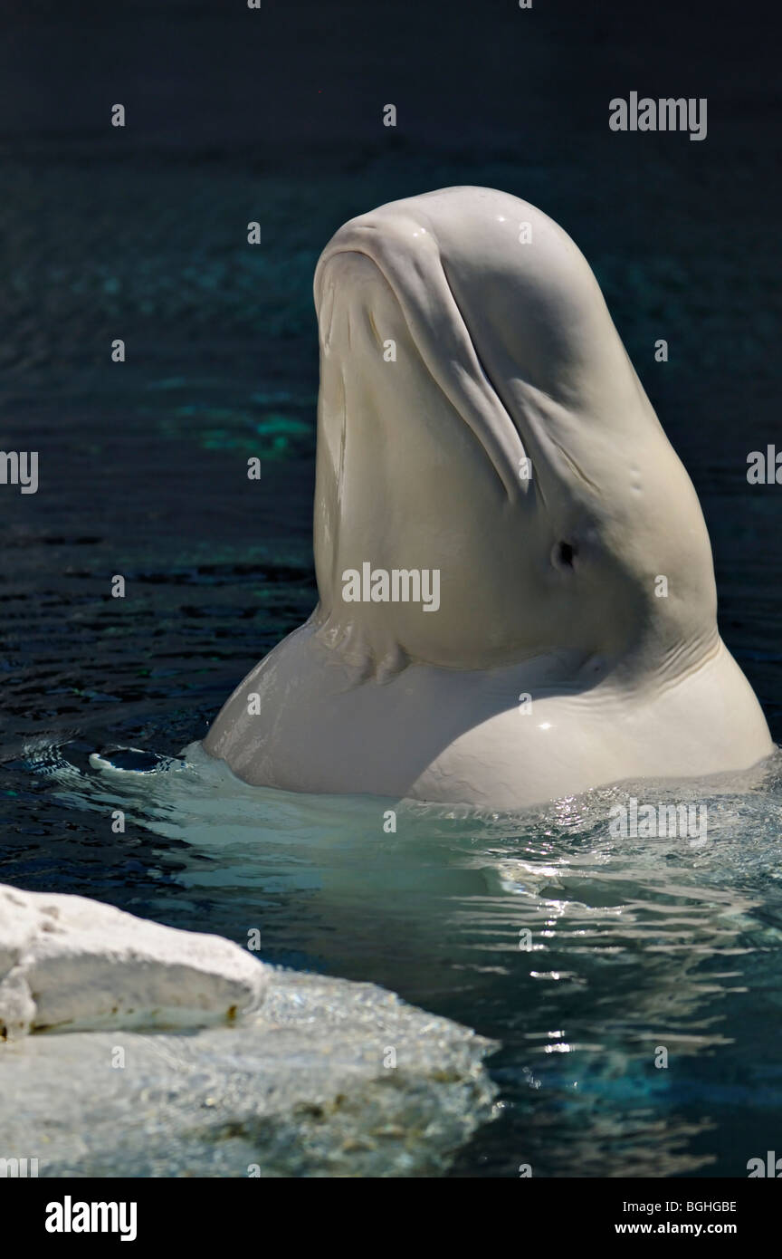 Beluga oder Weißwal (Delphinapterus Leucas) in Sea World in San Diego, USA Stockfoto