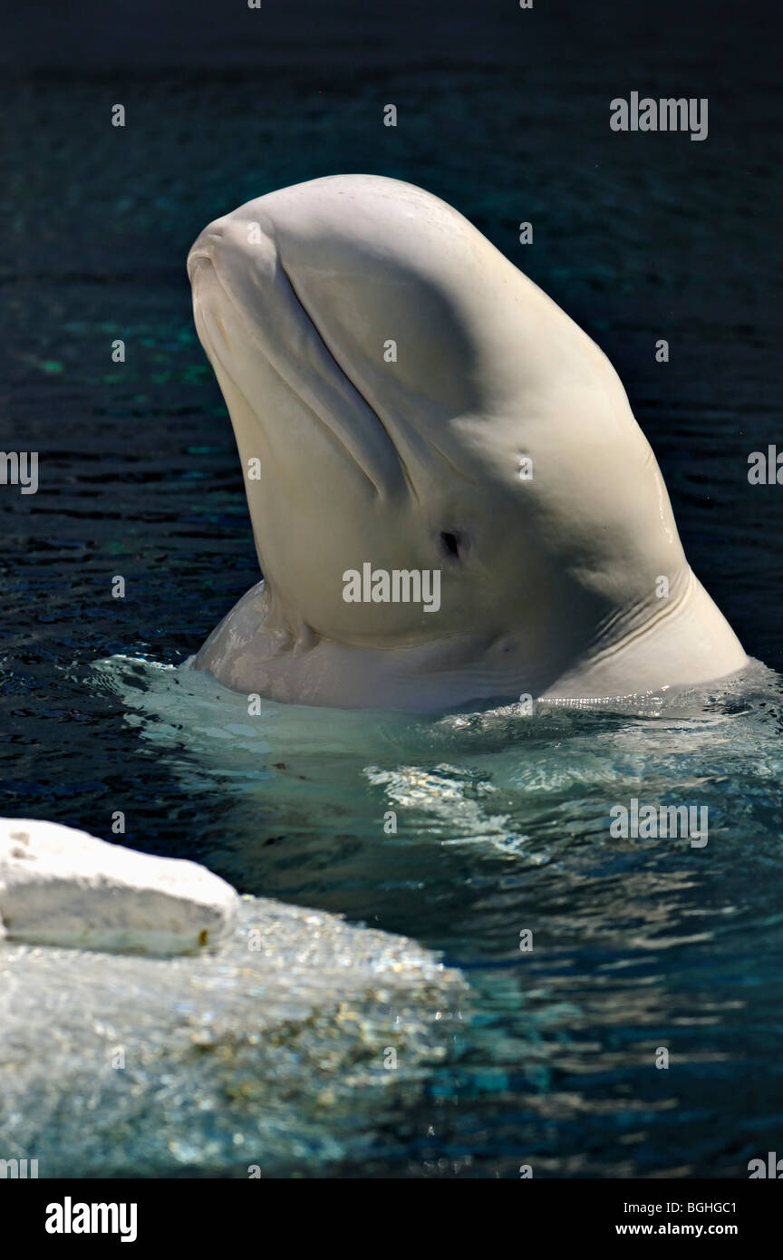 Beluga oder Weißwal (Delphinapterus Leucas) in Sea World in San Diego, USA Stockfoto