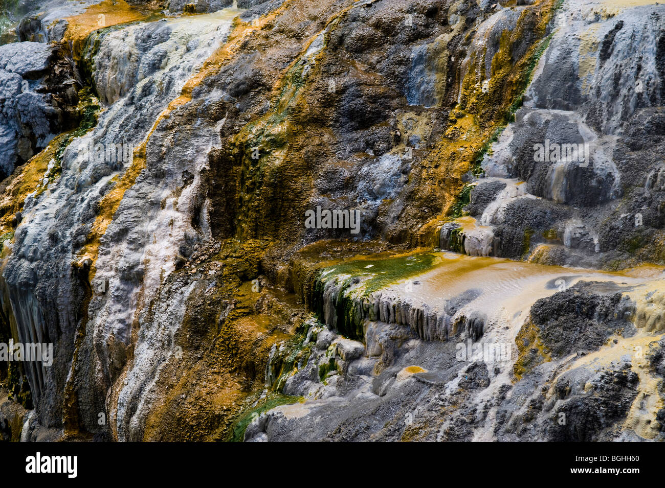 Whakarewarewa Thermal Reserve, Nordinsel, Neuseeland Stockfoto