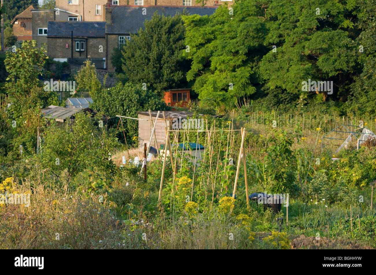 Eine Zuteilung Plot in der frühen Abendsonne zeigen Stangenbohnen Bambusstöcke mit einer Reihe von Bäumen und einige Gehäuse aufwachsen Stockfoto