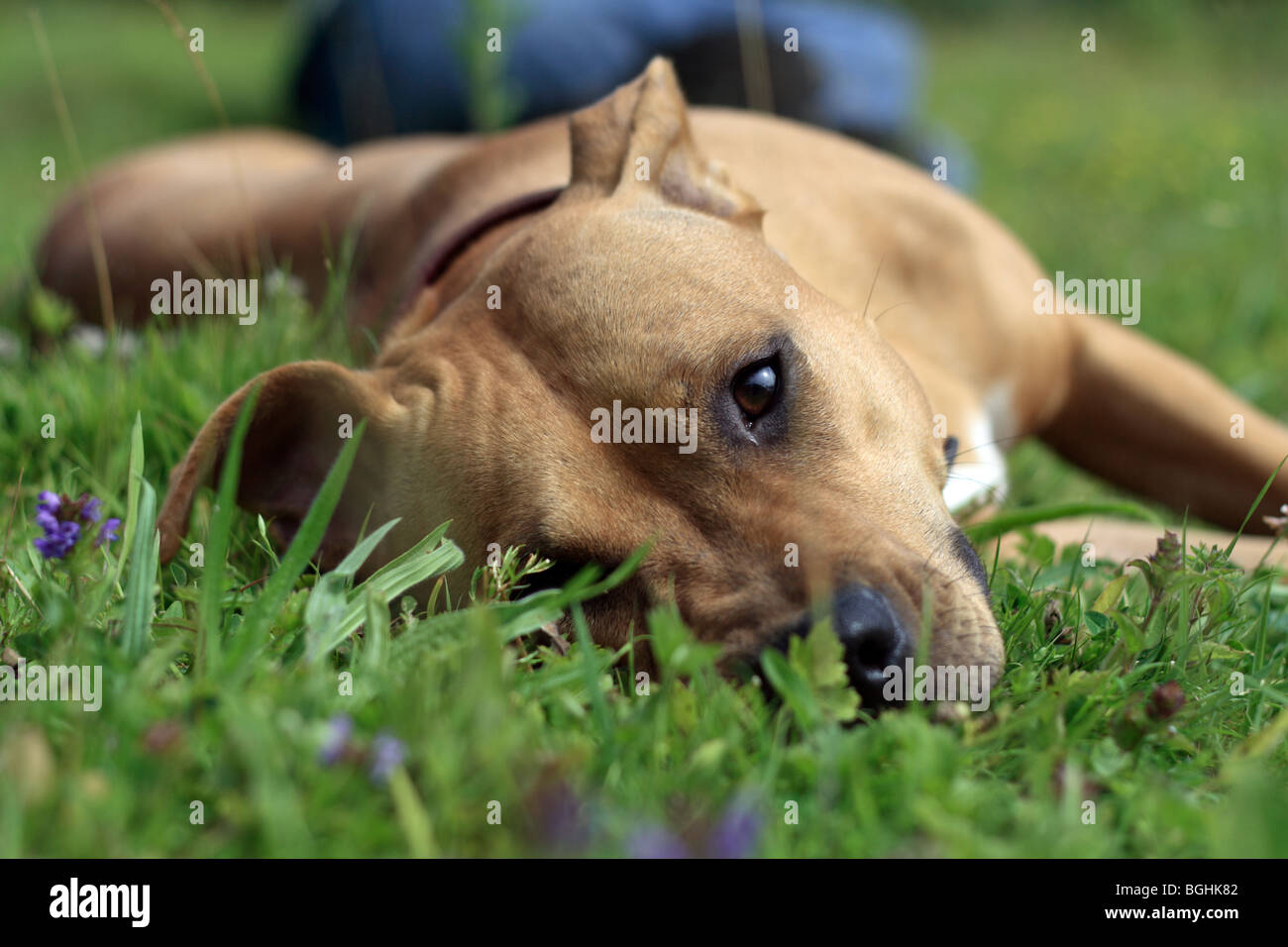 Staffordshire bull terrier mix -Fotos und -Bildmaterial in hoher Auflösung  – Alamy