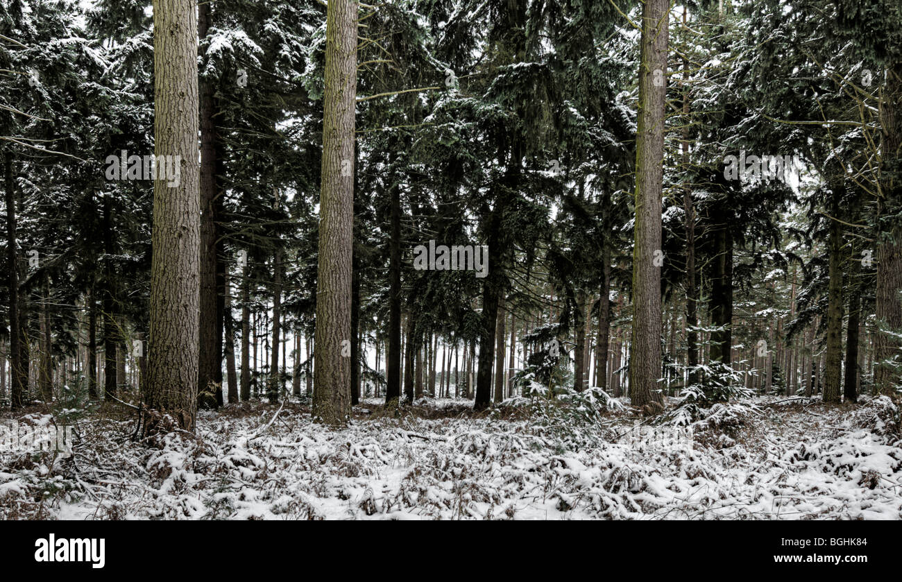 Thetford Forest im Schnee Stockfoto