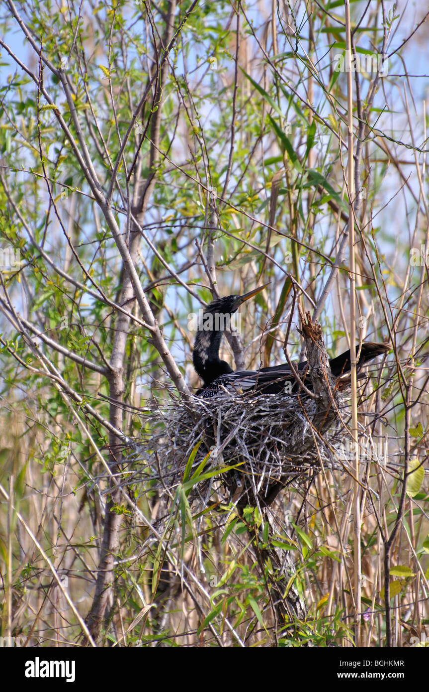 Anhinga (Anhinga Anhinga), Everglades Nationalpark, Florida, USA Stockfoto