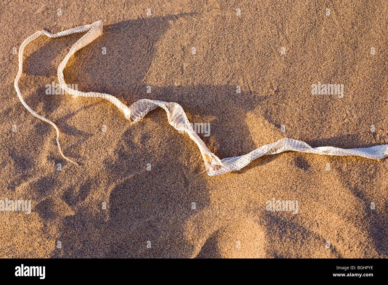 Frisch vergossen Sie Schlangenhaut auf dem Sand in Ägyptens Östliche Wüste gefunden. Stockfoto