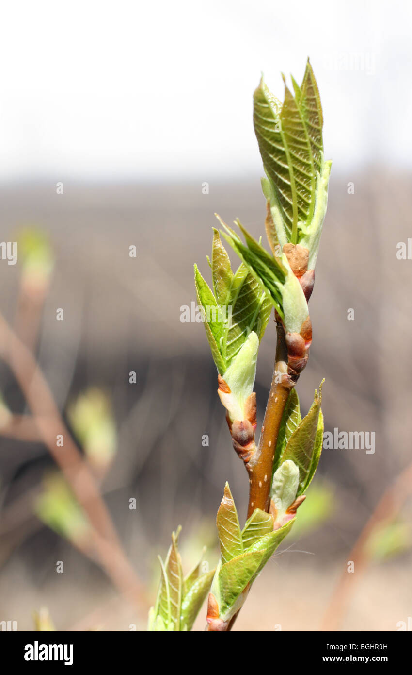 grüne Knospe am Stamm des Frühling Baum Makro Stockfoto
