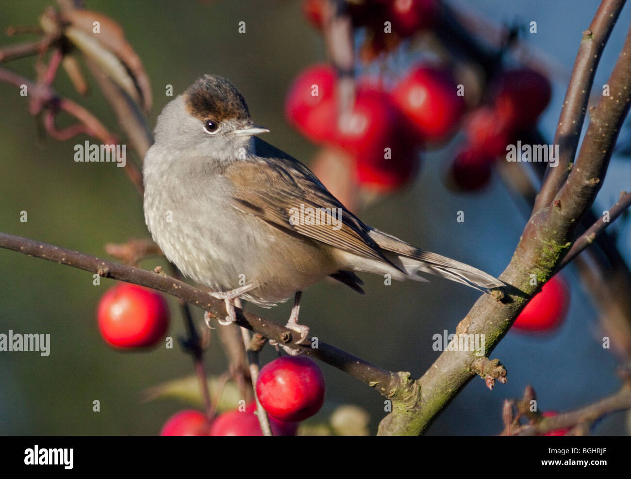 Männliche Mönchsgrasmücke (Sylvia Atricapilla) thront auf Malus Red Sentinel (Crab Apple Tree) Stockfoto