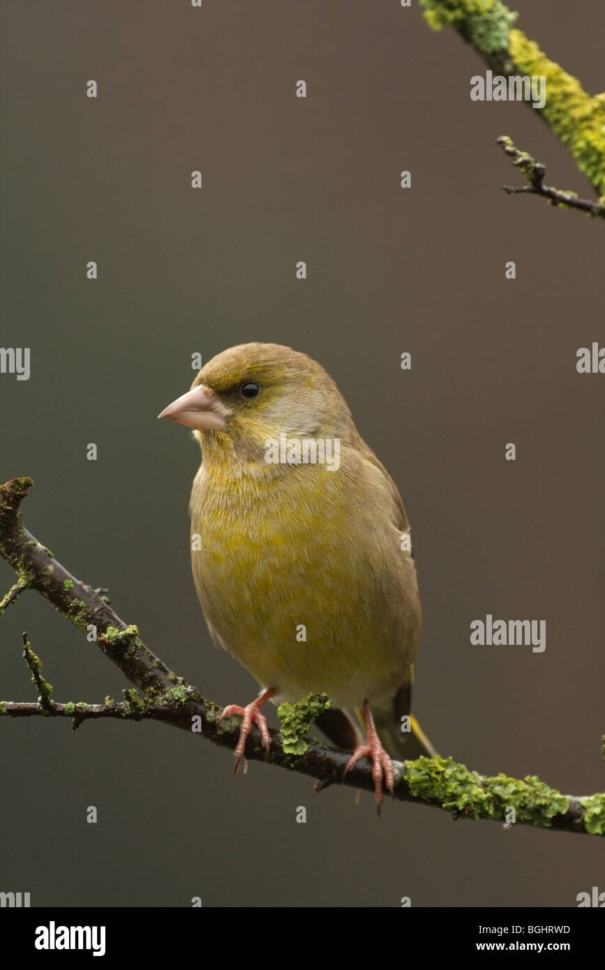 männlichen europäischen Grünfink thront auf einem Ast Flechten bedeckt Stockfoto