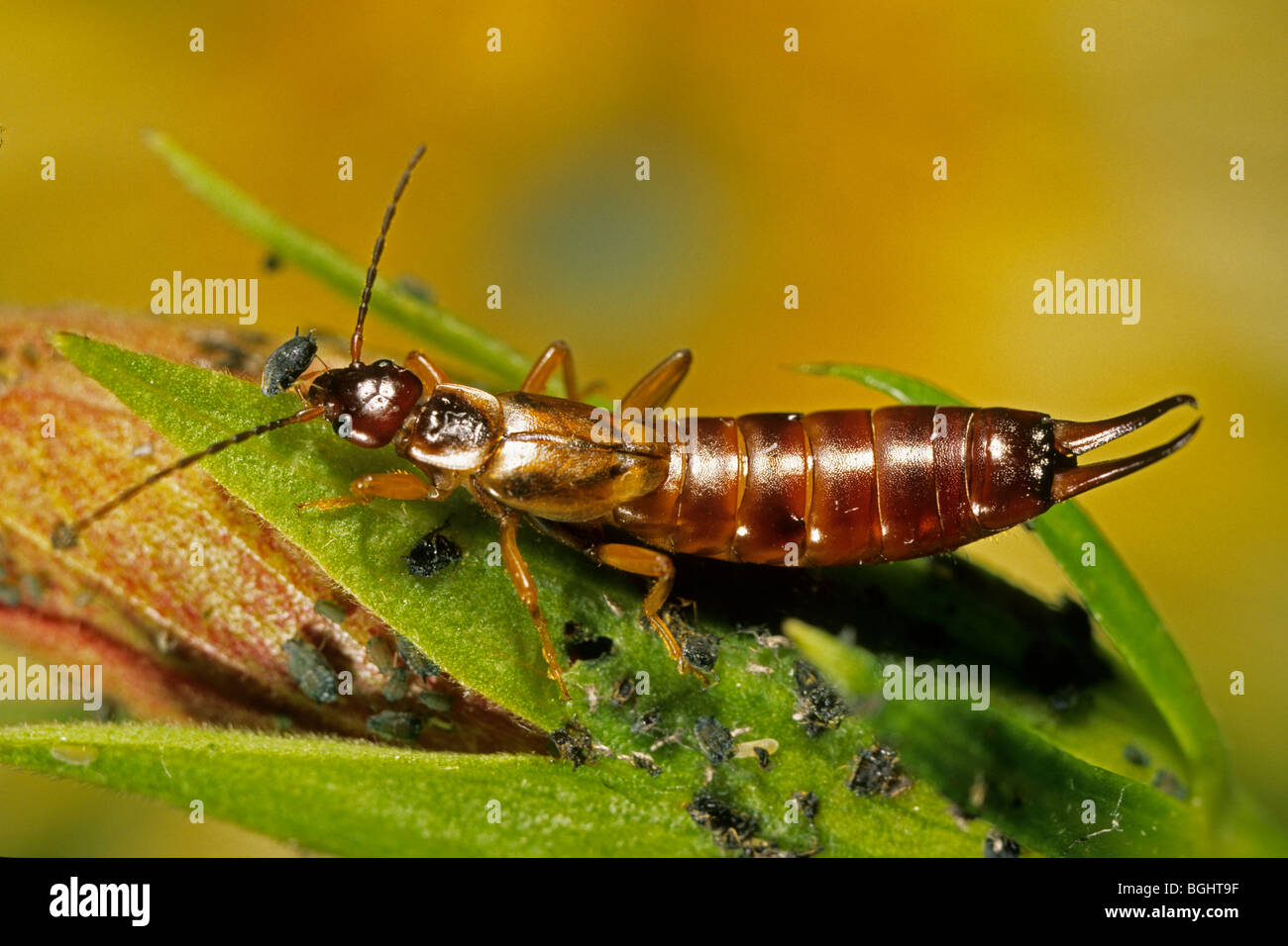 Gemeinsamen Ohrwurm (Forficula Auricularia), weibliche Blattlaus zu essen. Stockfoto