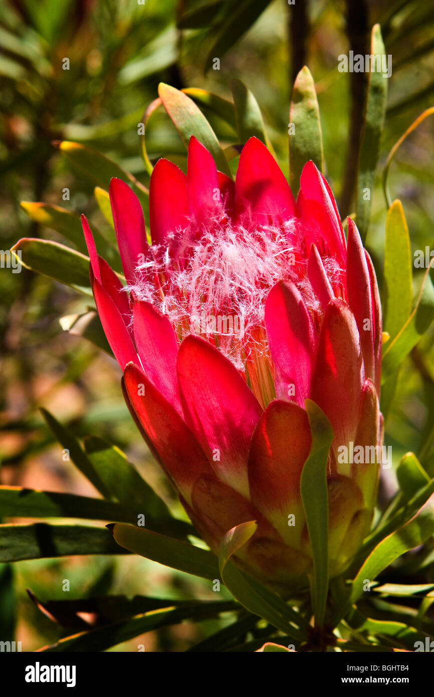 Ein feuriges Rot protea der Fynbos floral Kingdom of South Africa Stockfoto