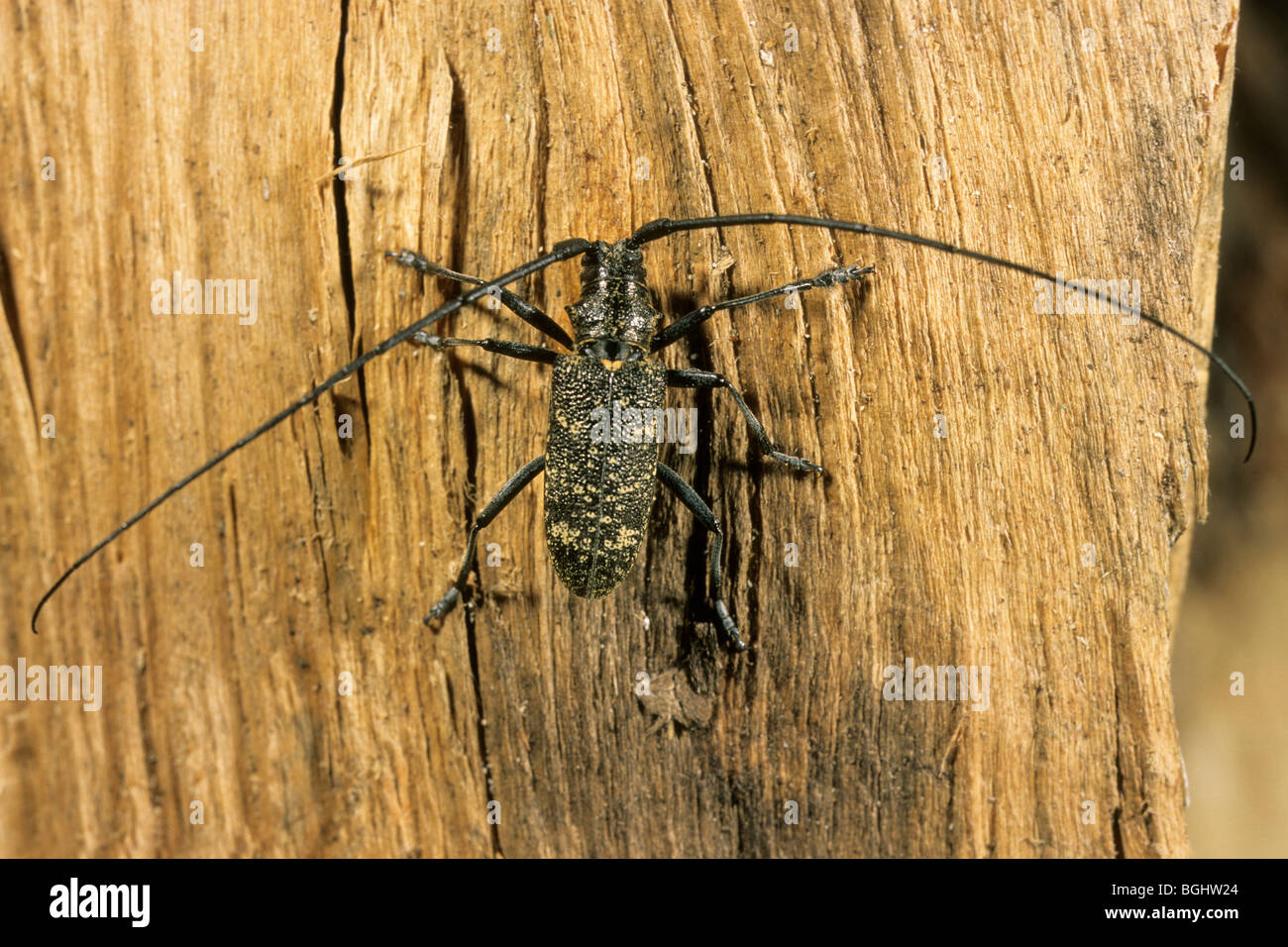 Kleine weiße Marmorated Laubholzbockkäfer (Monochamus Sutor), männliche auf Holz. Stockfoto