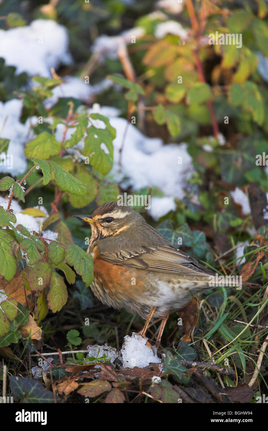 Rotdrossel Turdus Iliacus Erwachsenen Nahrungssuche unter Boden Wurf im Schnee bei Cleeve, Somerset im Januar. Stockfoto