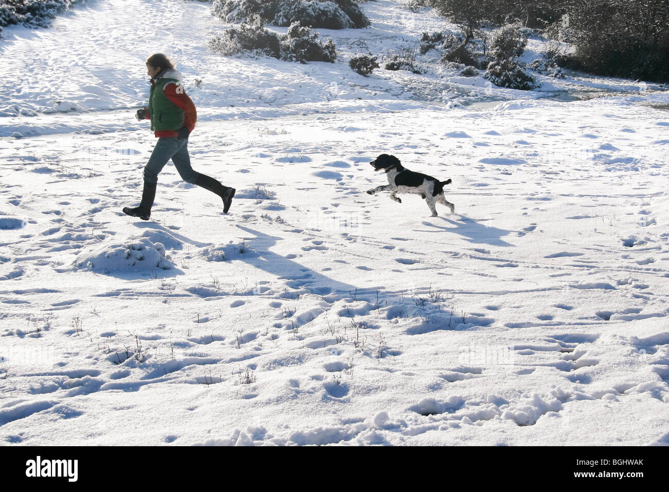 Eine Frau und ein Hund laufen durch den Schnee im New Forest Stockfoto
