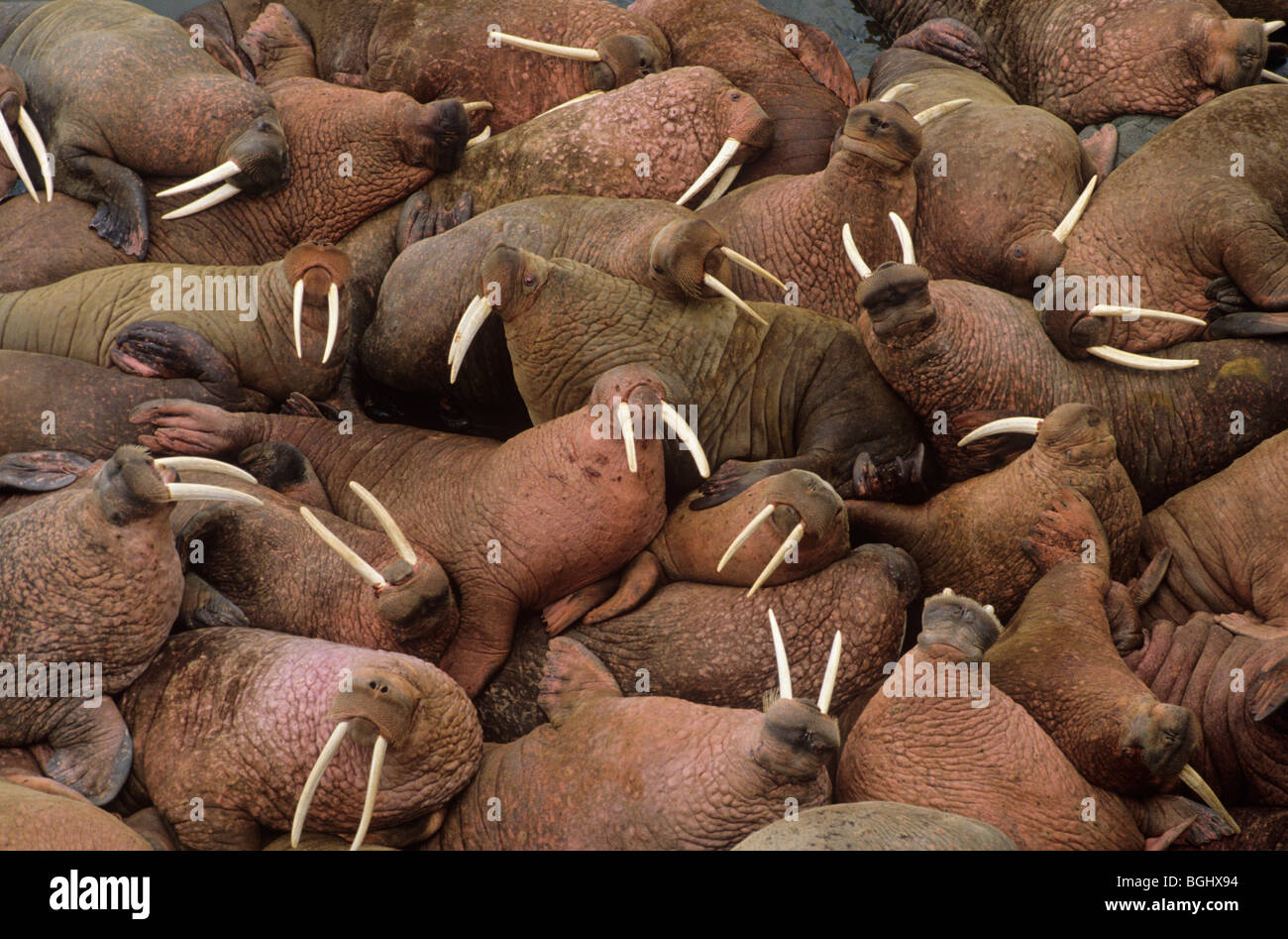 Männliche Walrosse sonnen sich auf Round Island, State Walross Inseln Game Sanctuary, Alaska, USA Stockfoto