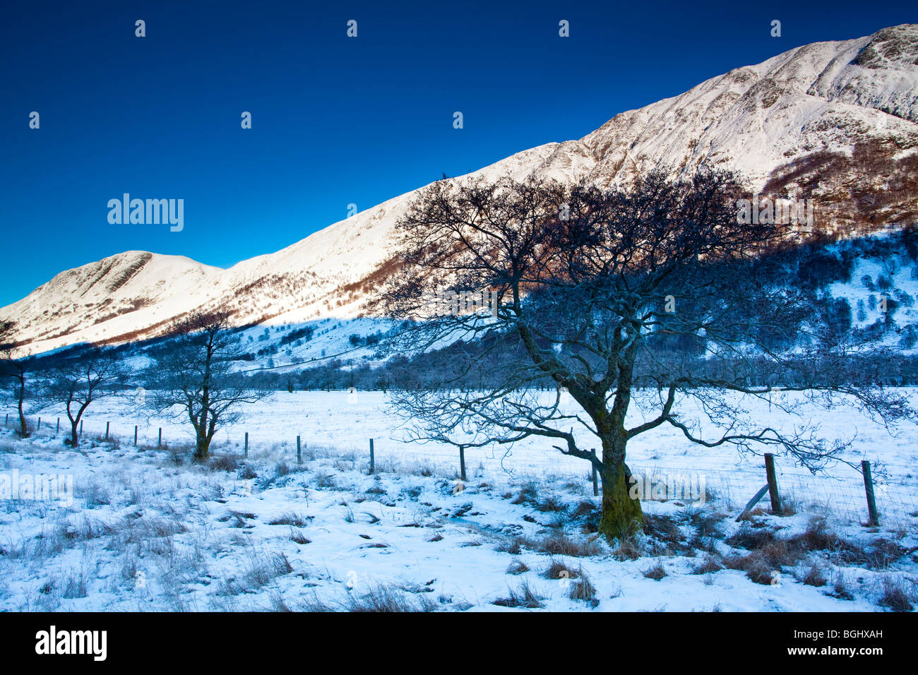 Schottland, Schottisches Hochland, Glen Nevis. Bäumen im Schatten von Carn Dearg, Ben Nevis. Stockfoto