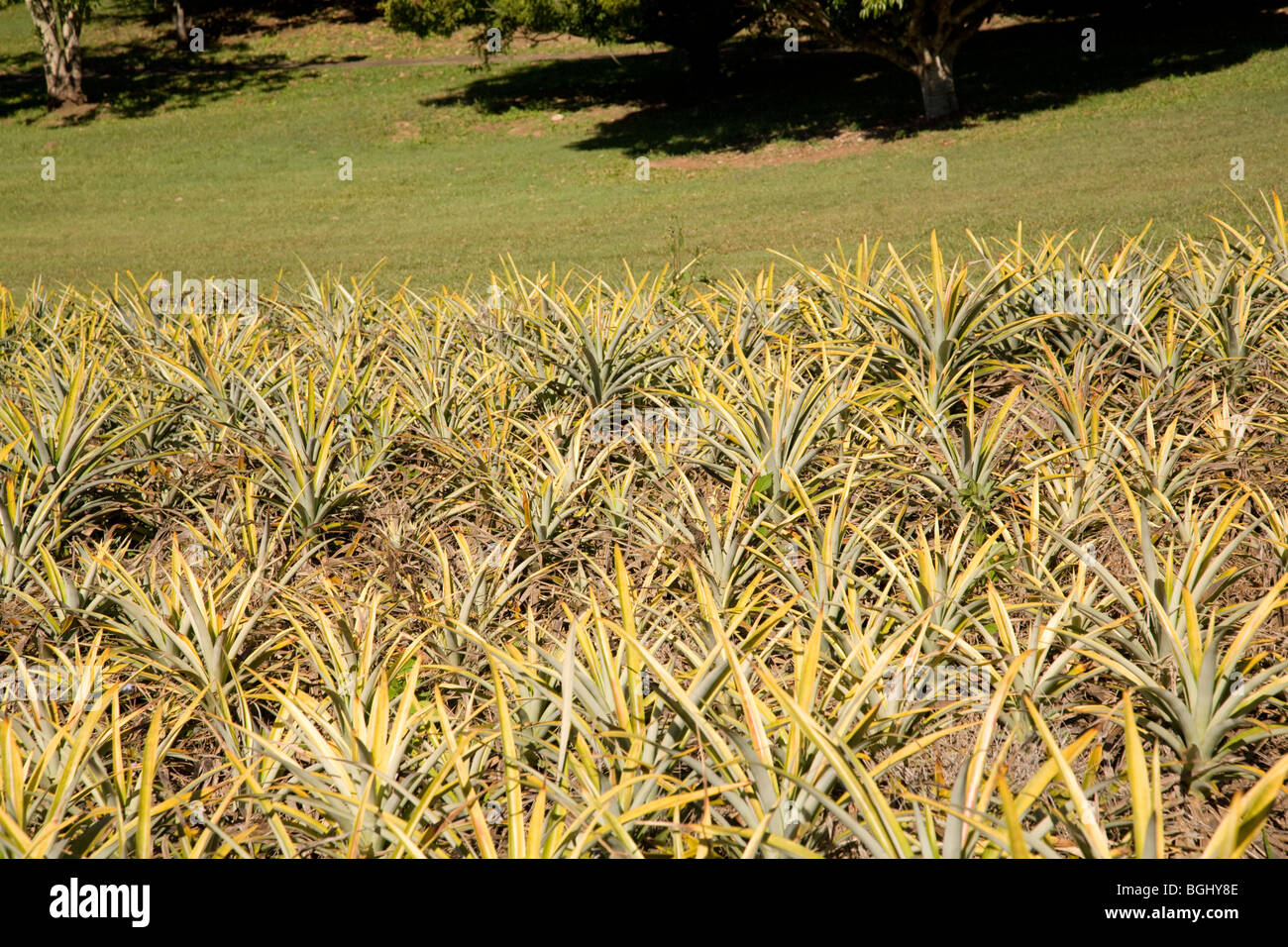 Ananas-Pflanzen auf die Big Pineapple Touristenattraktion auf Sunshine Coast, Queensland Stockfoto