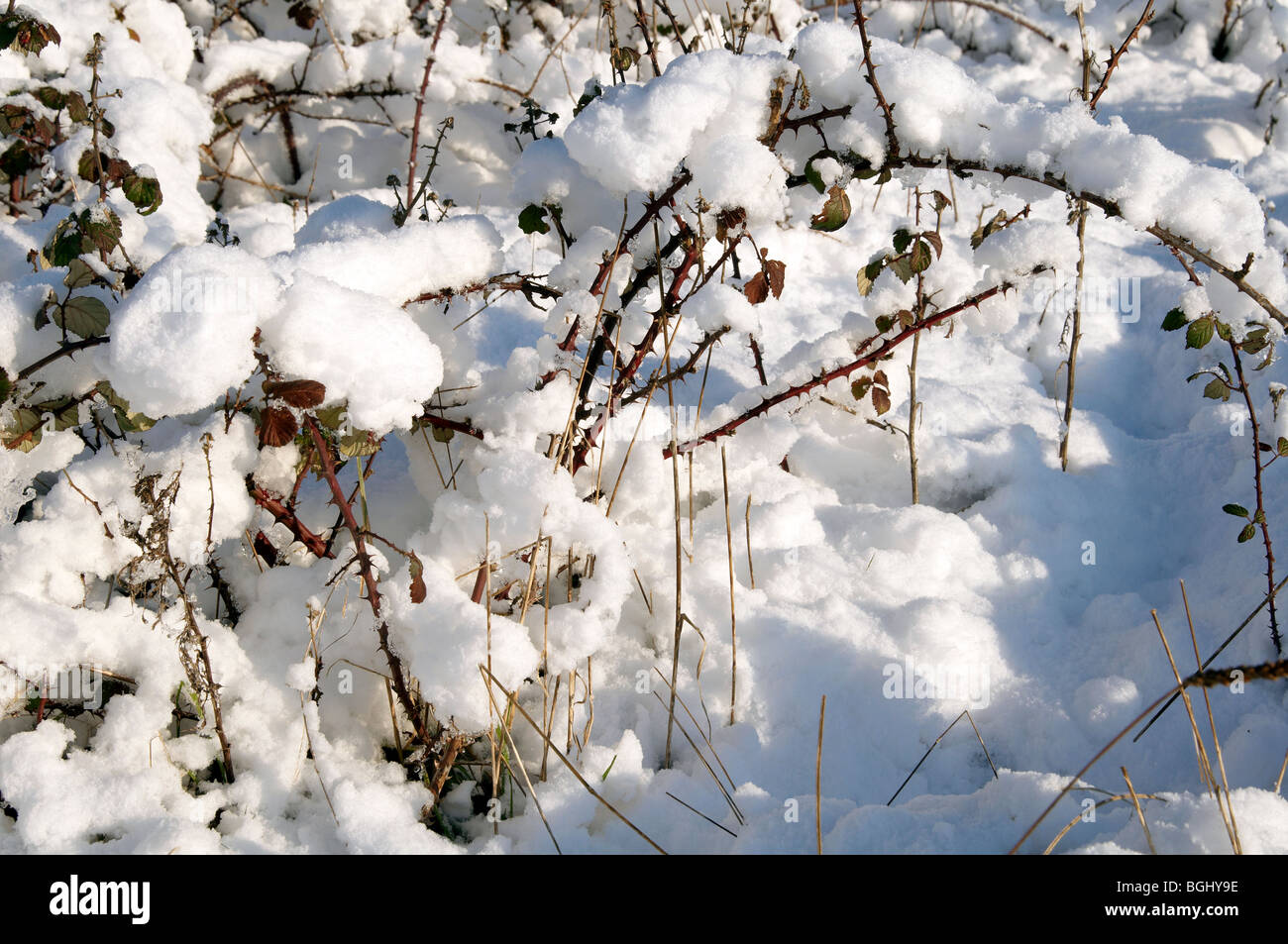 Schneebedeckte Brombeeren in eine Hecke ich Hampshire während der schweren Schnee des Winters im Januar 2010 Stockfoto