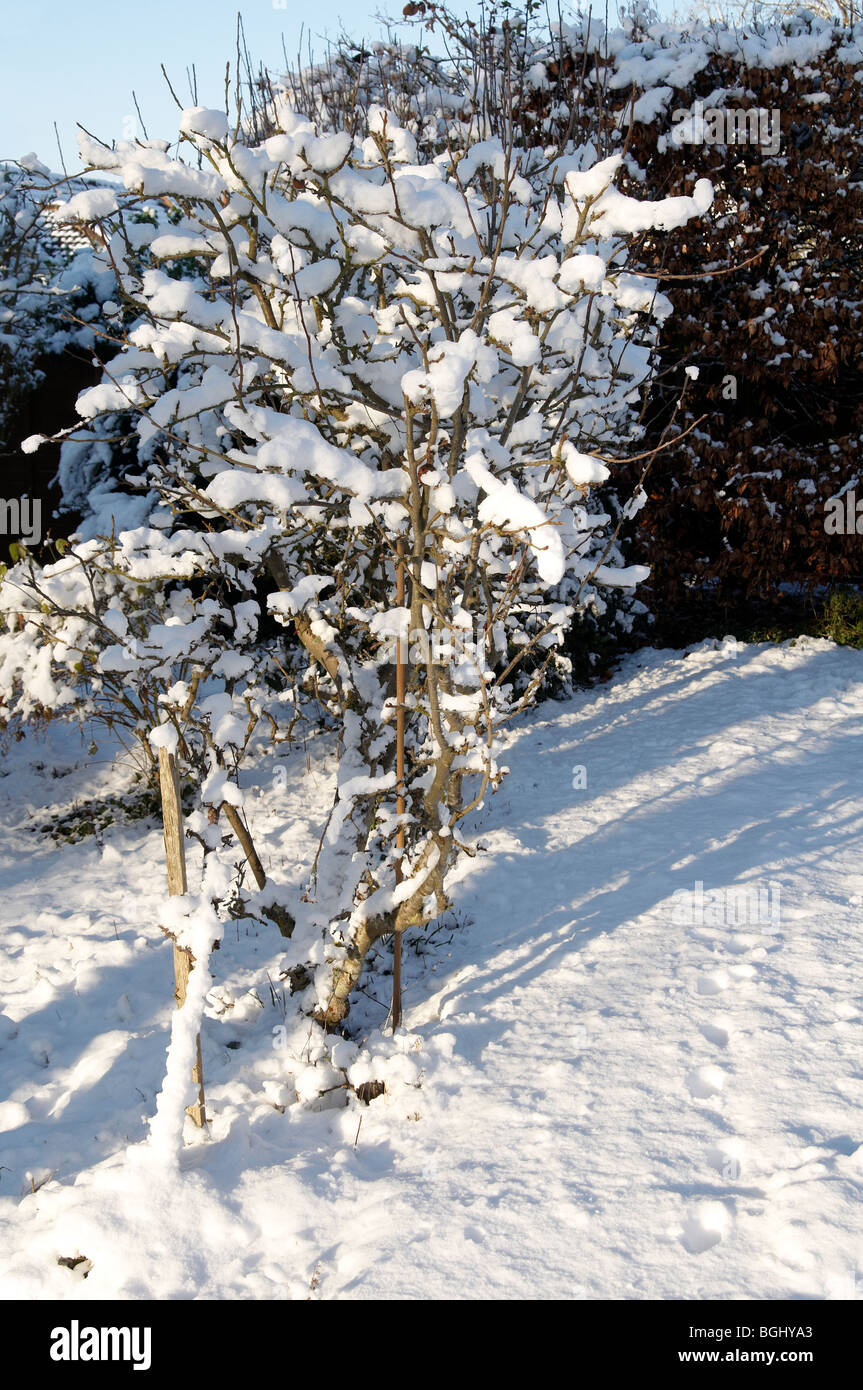 Schneebedeckte Cordon Apfelbäume in einem englischen Garten im Januar 2010. Stockfoto