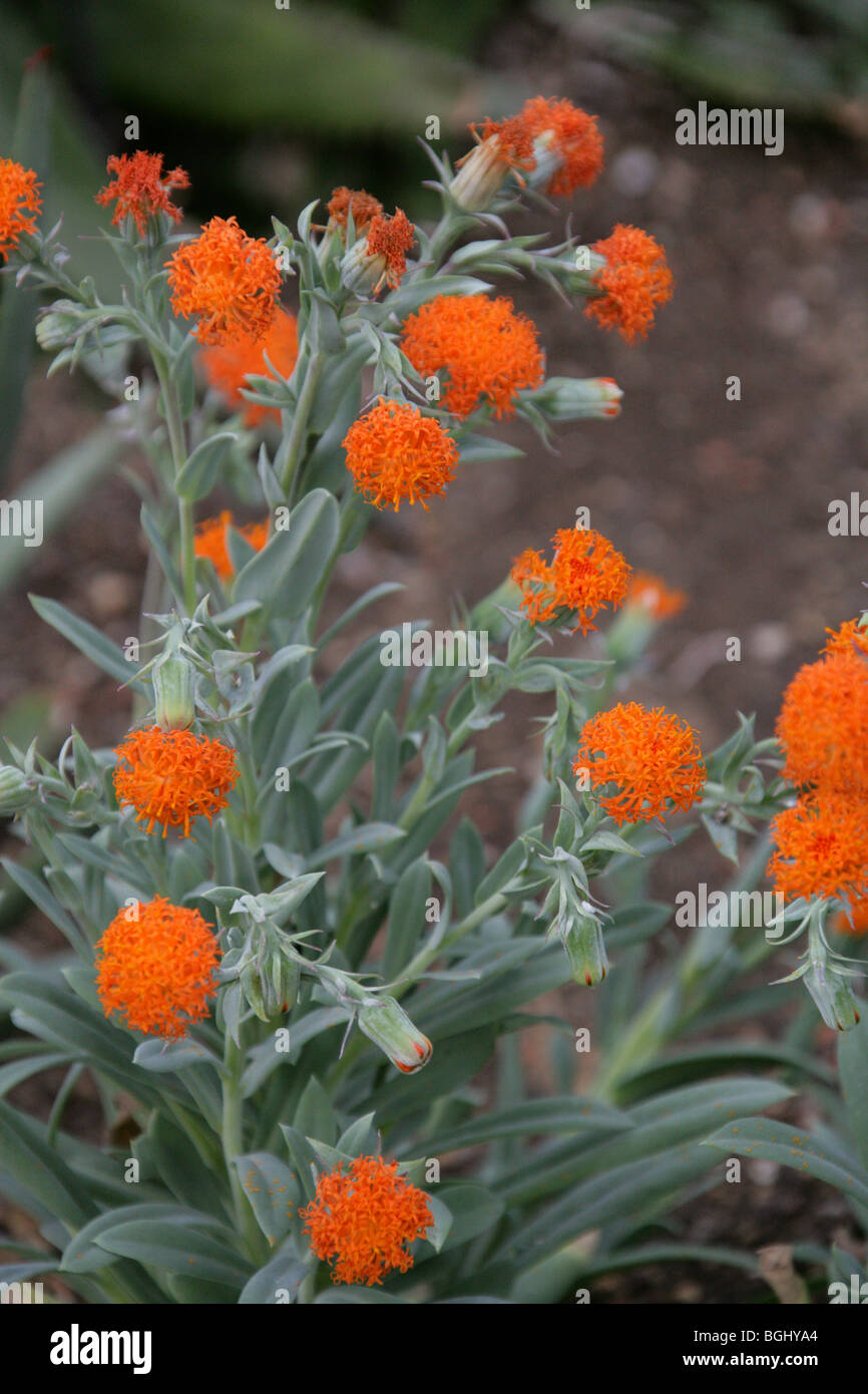 Kleinia Galpinii, Asteraceae, Transvaal, Südafrika Stockfoto