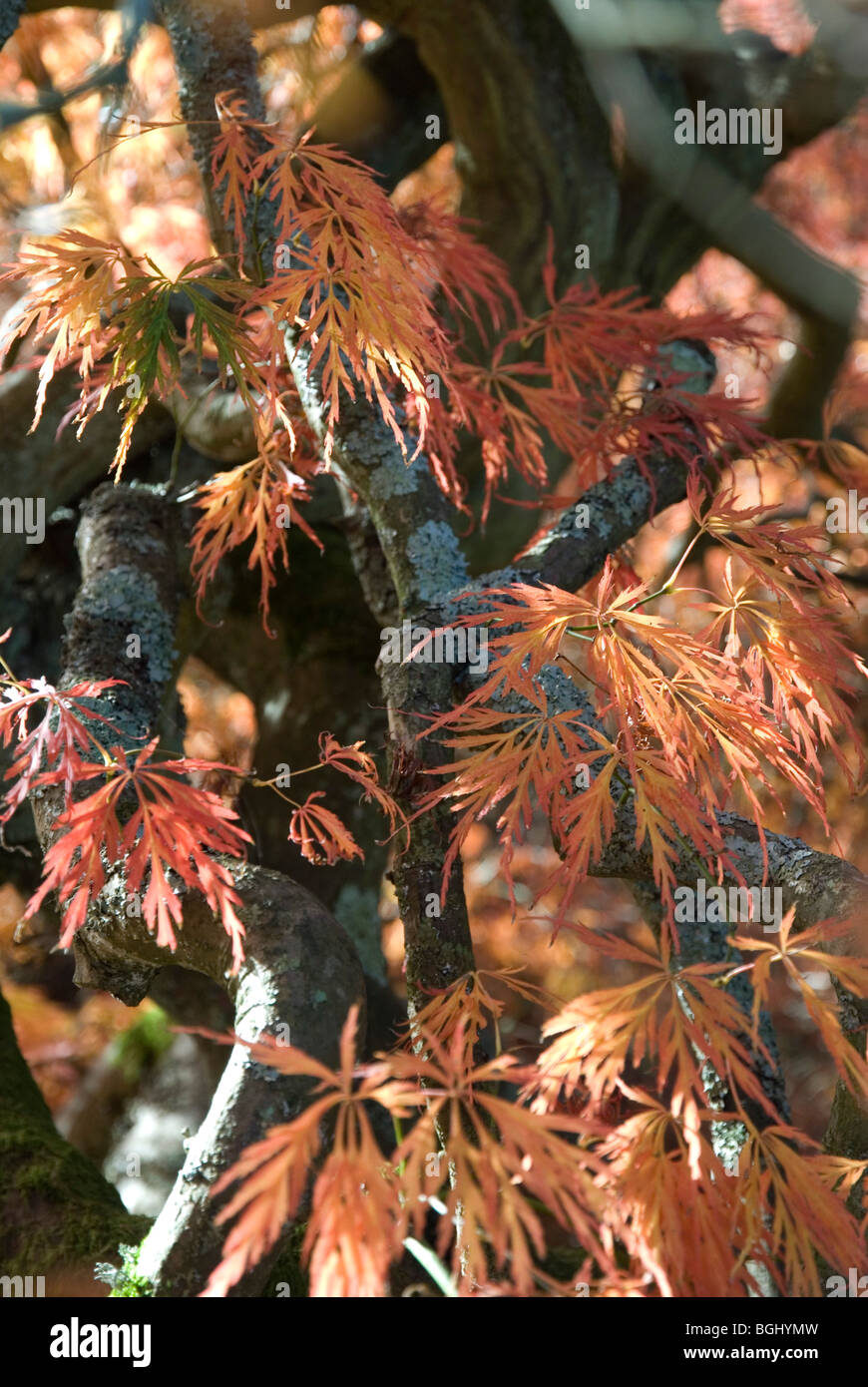 Acer Palmatum dissectum Stockfoto