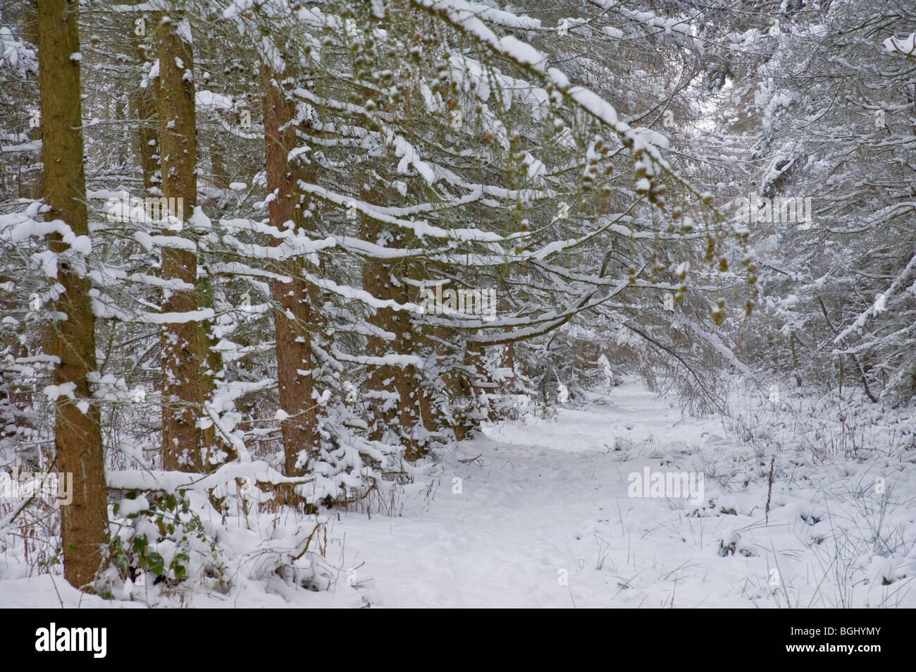 Verschneite Bäume im unteren Moor Derbyshire Peak District Nationalpark England gb uk EU-Europa Stockfoto