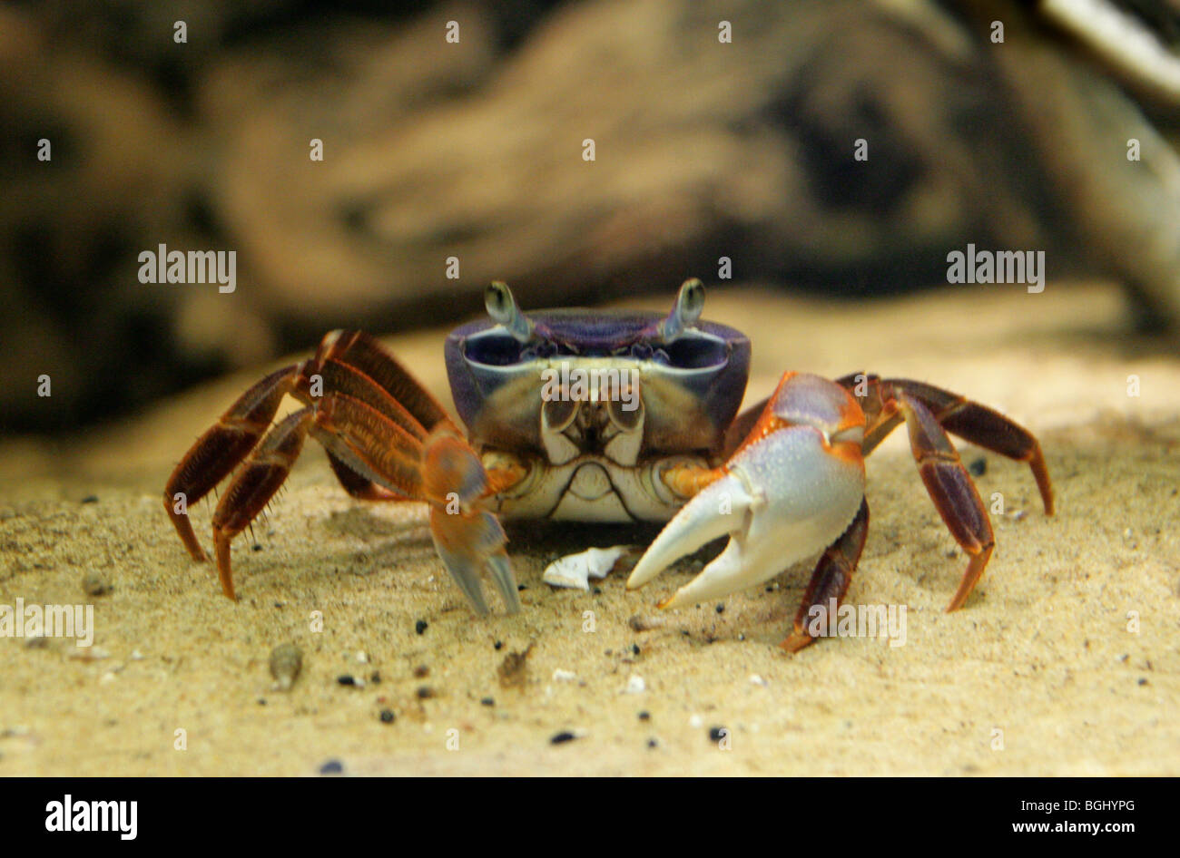 Regenbogen-Krabbe, Potamon Anomalus, Potamidae, Nigeria, Westafrika. Bunte Süßwasser-Krabben. Stockfoto