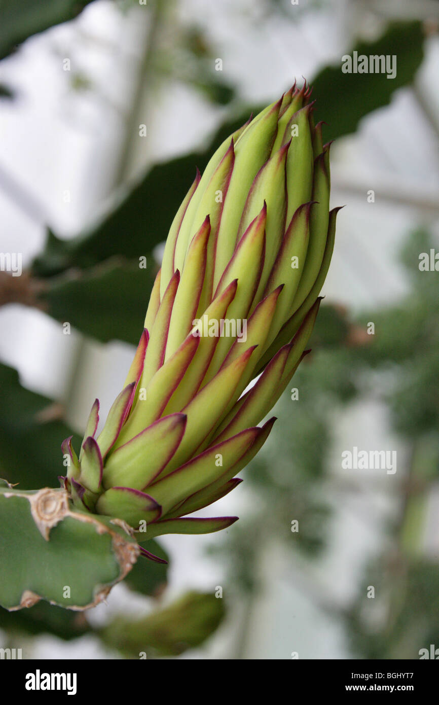 Nacht – Blooming Cereus oder Königin der Nacht, Selenicereus mehrblütigen, Cactaceae, Karibik und Mexiko. Stockfoto