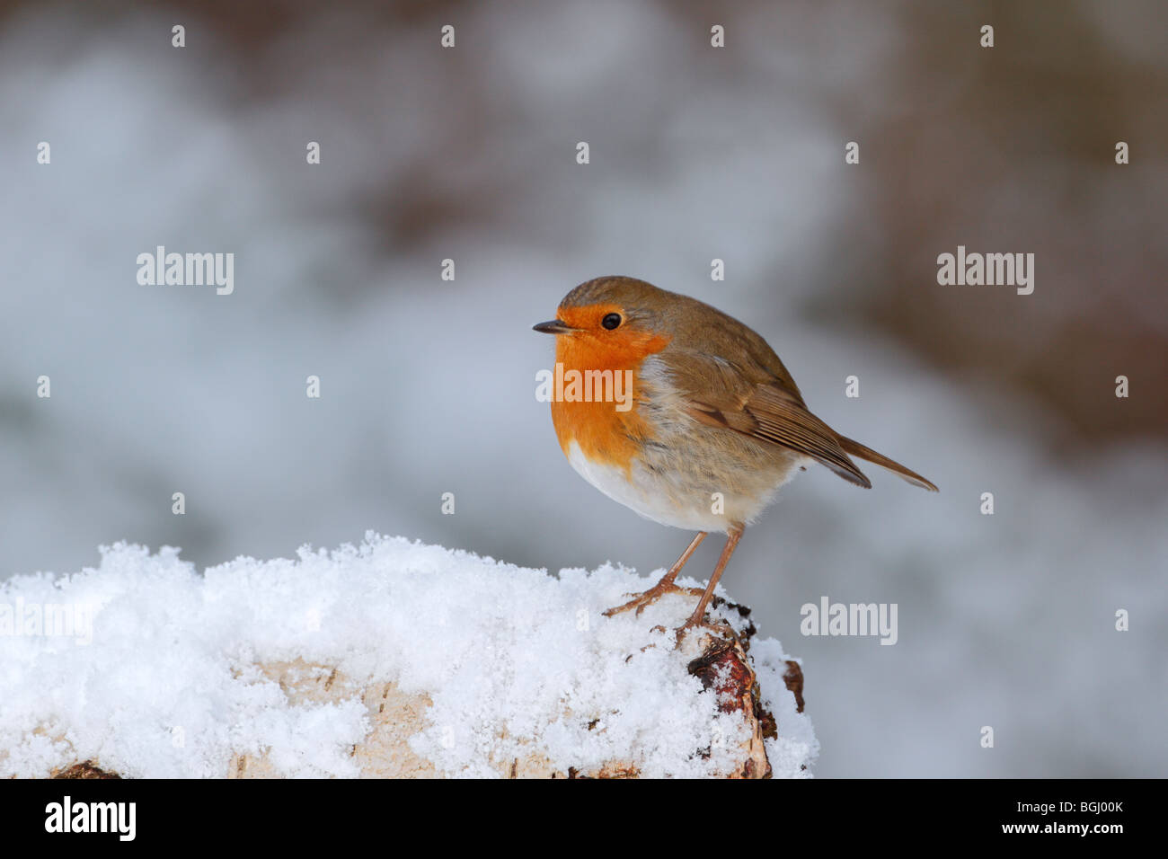 Robin Erithacus Rubecula auf Schnee bedeckt log Stockfoto