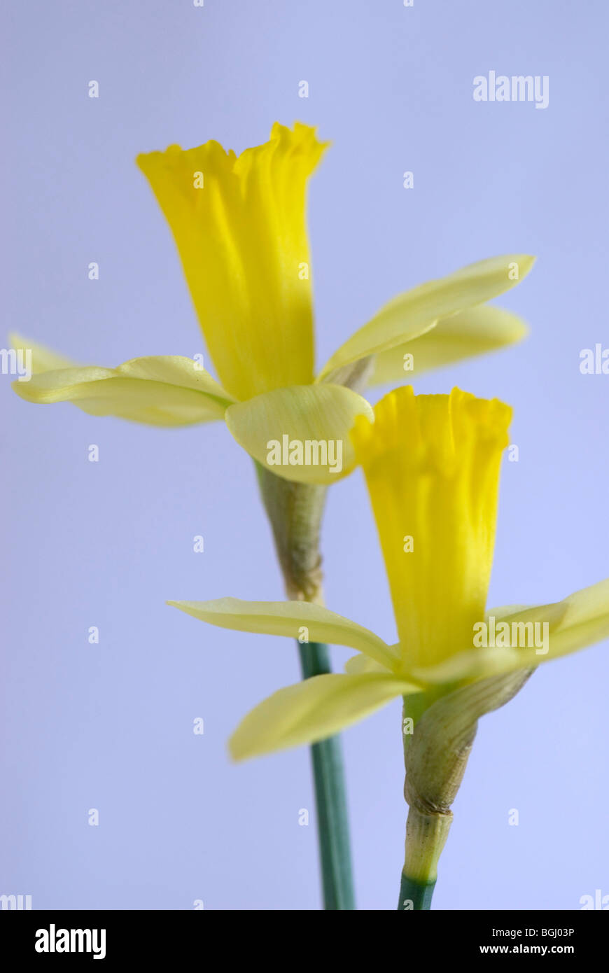 Gelbe Narzissen auf blassen blauen Hintergrund Stockfoto