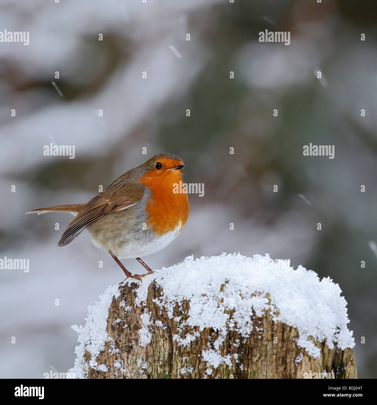 Robin Erithacus Rubecula in Schnee Weihnachtskarte Stockfoto