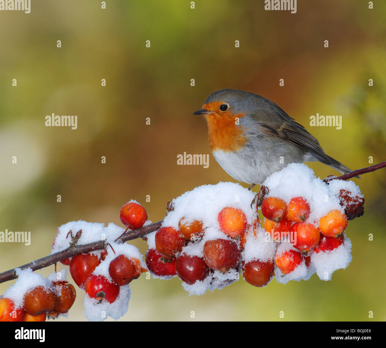 Robin Erithacus Rubecula in Schnee Weihnachtskarte Stockfoto