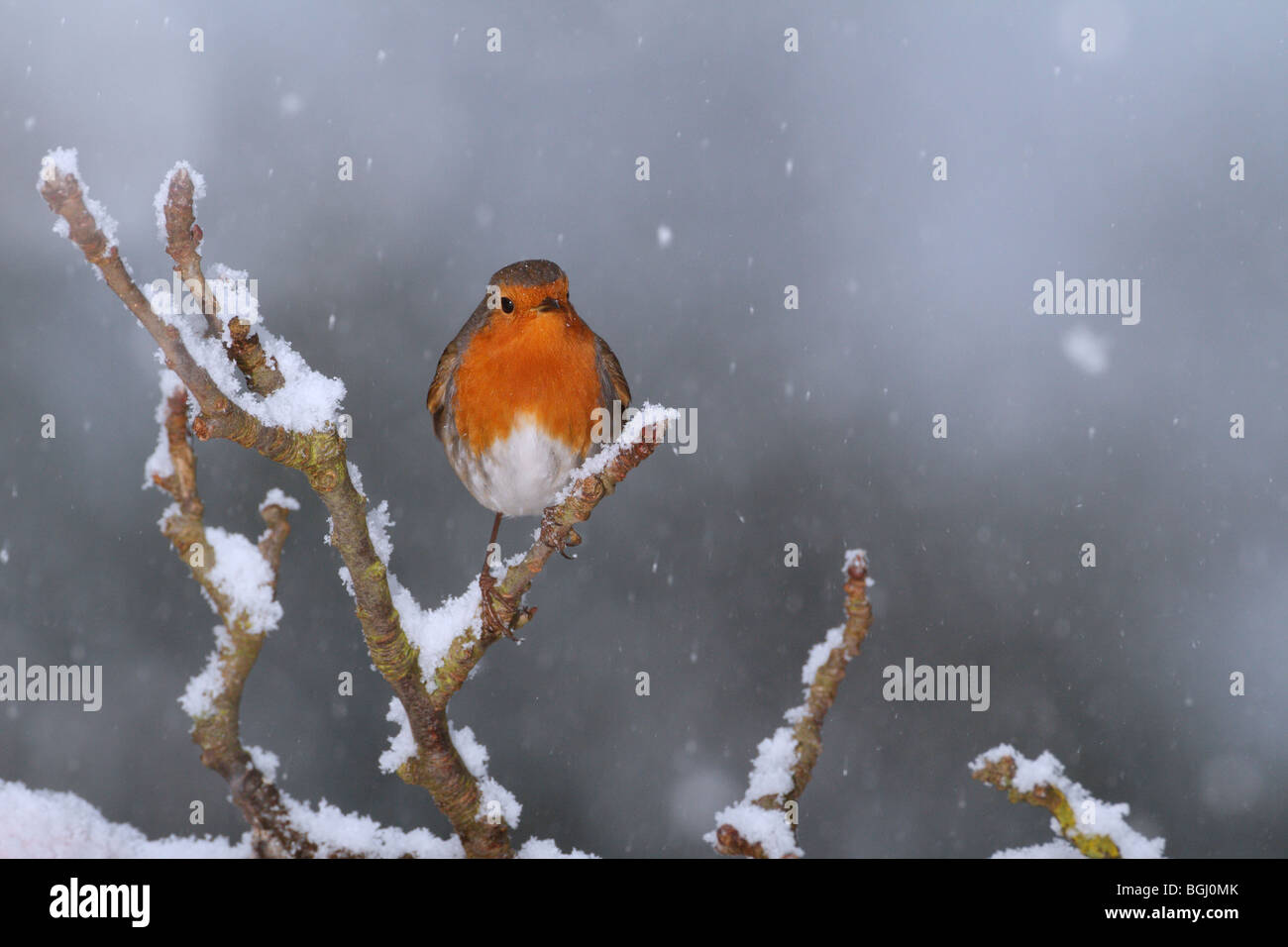 Robin Erithacus Rubecula im Schnee fallen Karte Stockfoto