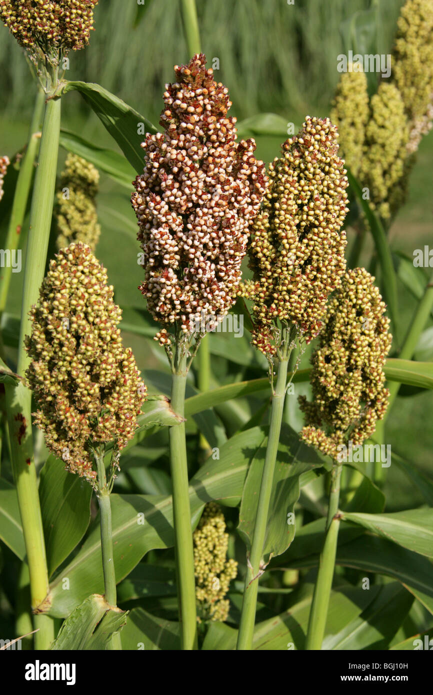 Durra, Sorghum, Jowar oder Kafir Mais, Sorghum bicolor, Poaceae. Auch bekannt als indische Hirse, afrikanische Hirse, Guinea Mais und Kaffir-Mais. Stockfoto