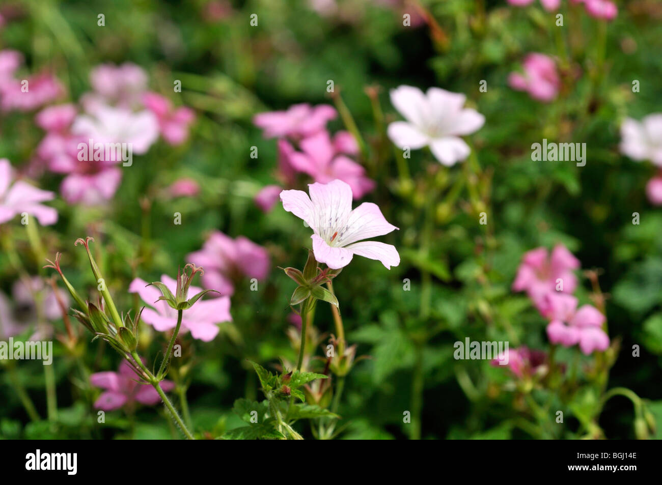 Geranium endressii Stockfoto