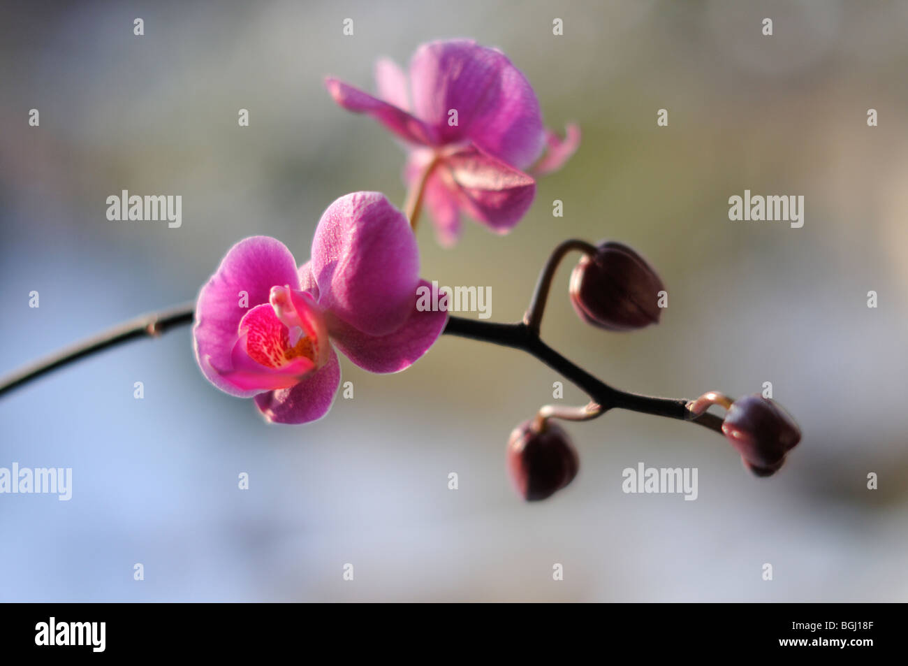 Nahaufnahme der blühende Phalaenopsis Orchidee Stockfoto