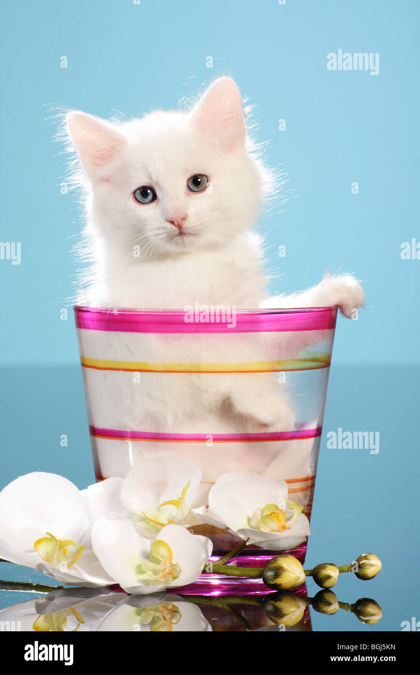 Sibirische Katze - Kätzchen in einem Glas Stockfoto