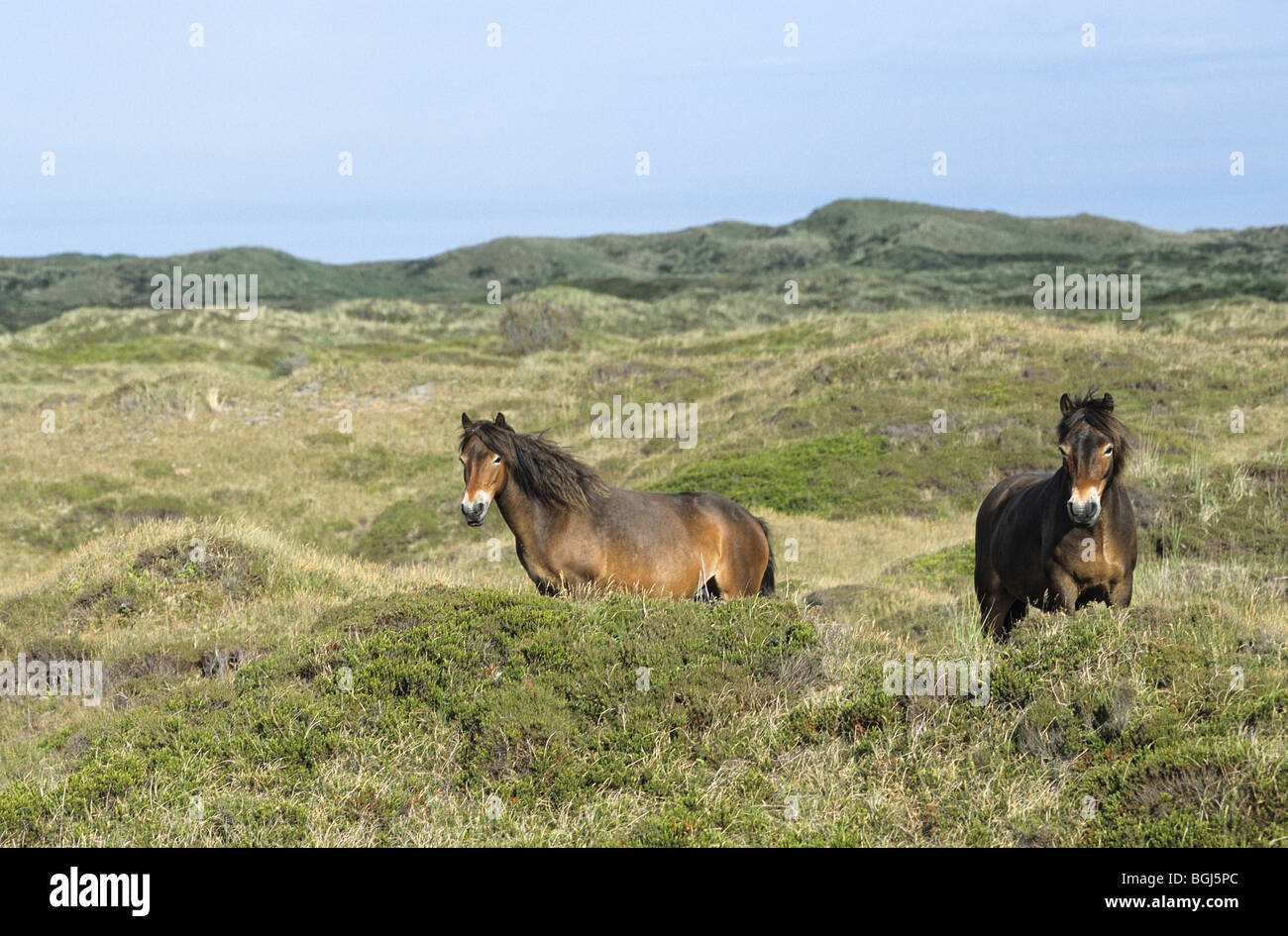 zwei Exmoor Pony Pferde - stehend Stockfoto