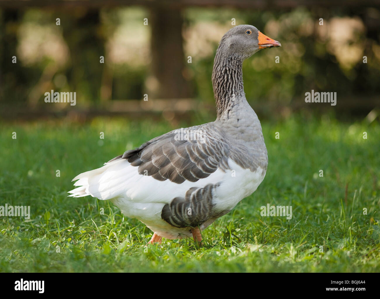 Pommersche Gans auf Wiese Stockfoto