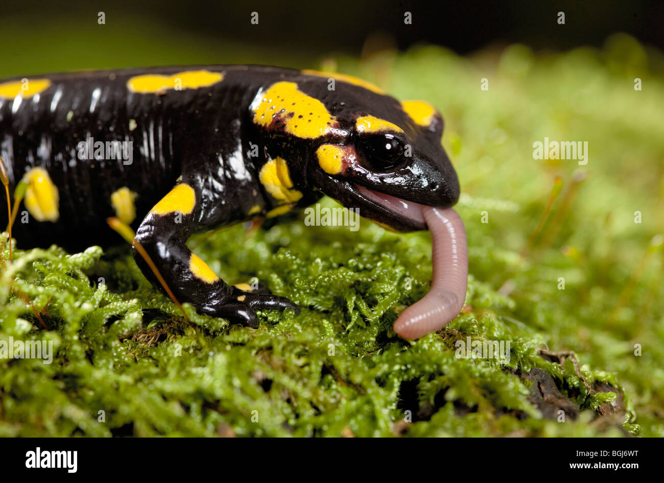 Feuersalamander (Salamandra Salamandra) Essen ein Regenwurm