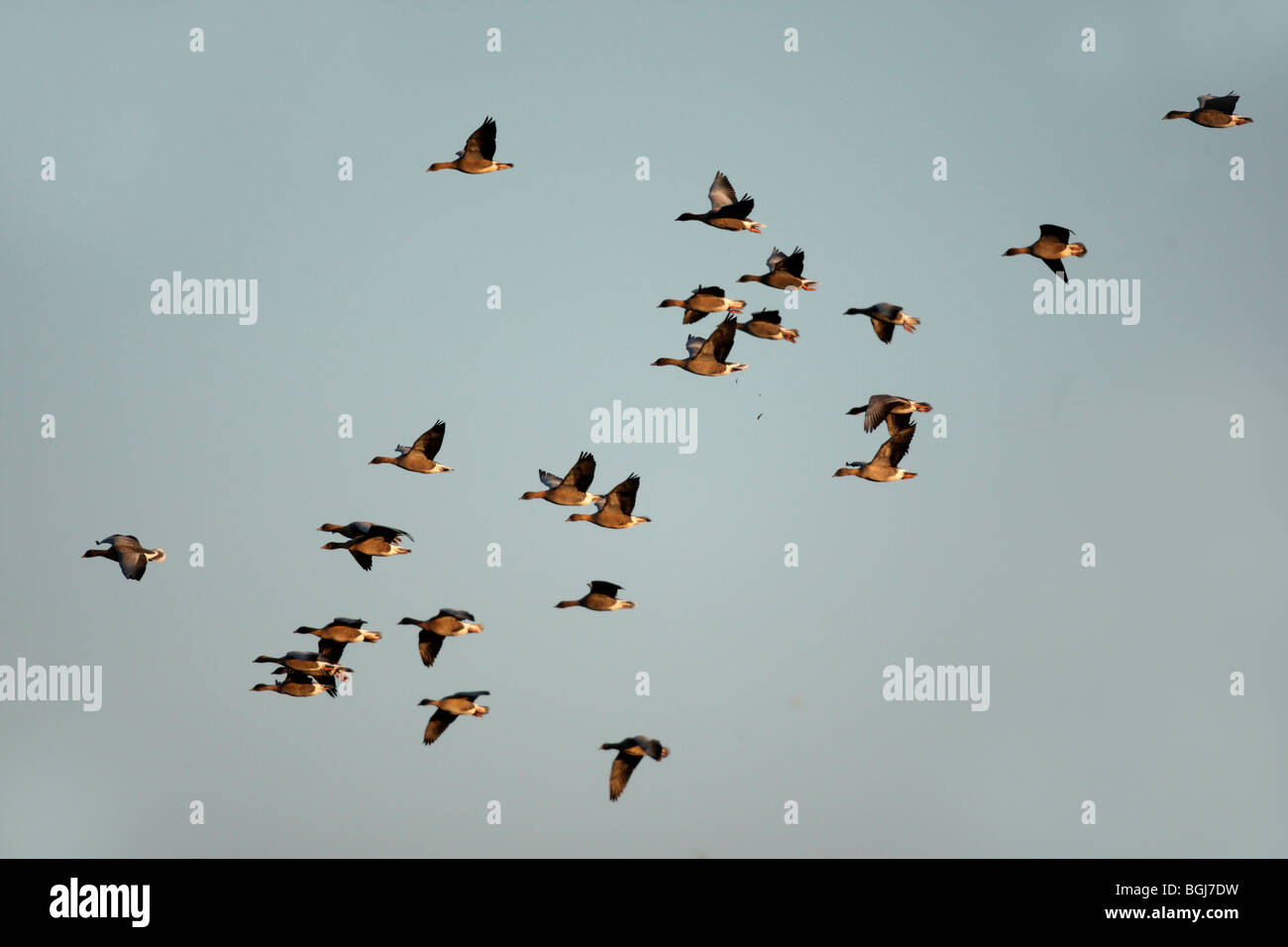 Pink-footed Goose, Anser Brachyrhynchus, ein Schwarm Vögel im Flug, Lancashire, UK, Winter 2009 Stockfoto