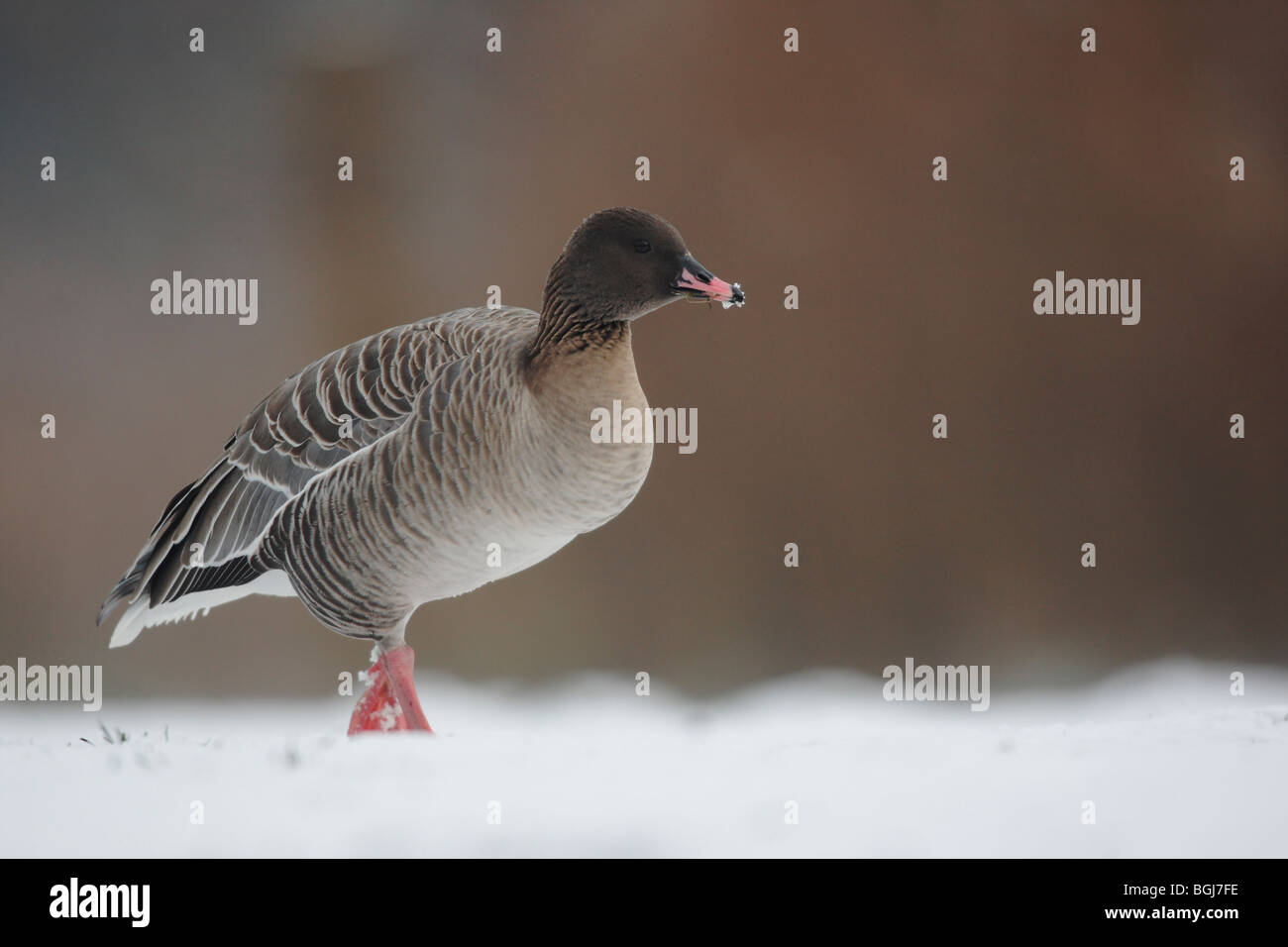 Pink-footed Goose, Anser Brachyrhynchus, einer einzigen Gefangenen Vogel stehen im Schnee, Martin Mere, Lancashire, UK, winter 2009 Stockfoto