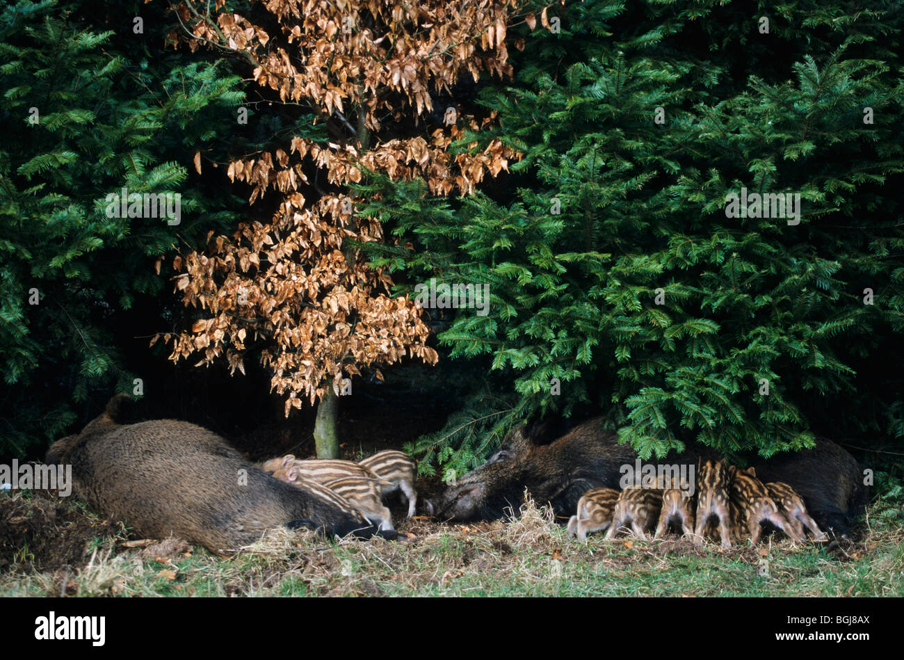 Wildschwein - Sauen und hatte / Sus Scrofa Stockfoto