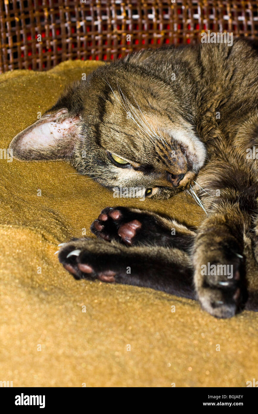 American Kurzhaarkatze schläft. Stockfoto