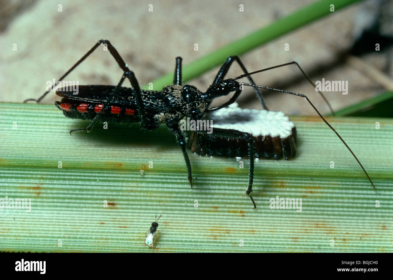 Assassin-Bug (Rhinocoris Tristis) Männchen bewacht sein Kumpel Ei-Partie gegen Ememies wie die winzige Schlupfwespe in der Nähe, Kenia Stockfoto