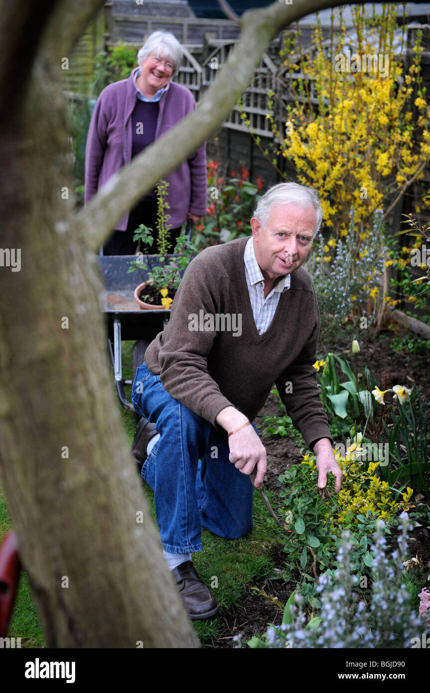 Ein pensionierter Mann Jäten ein Blumenbeet UK Stockfoto