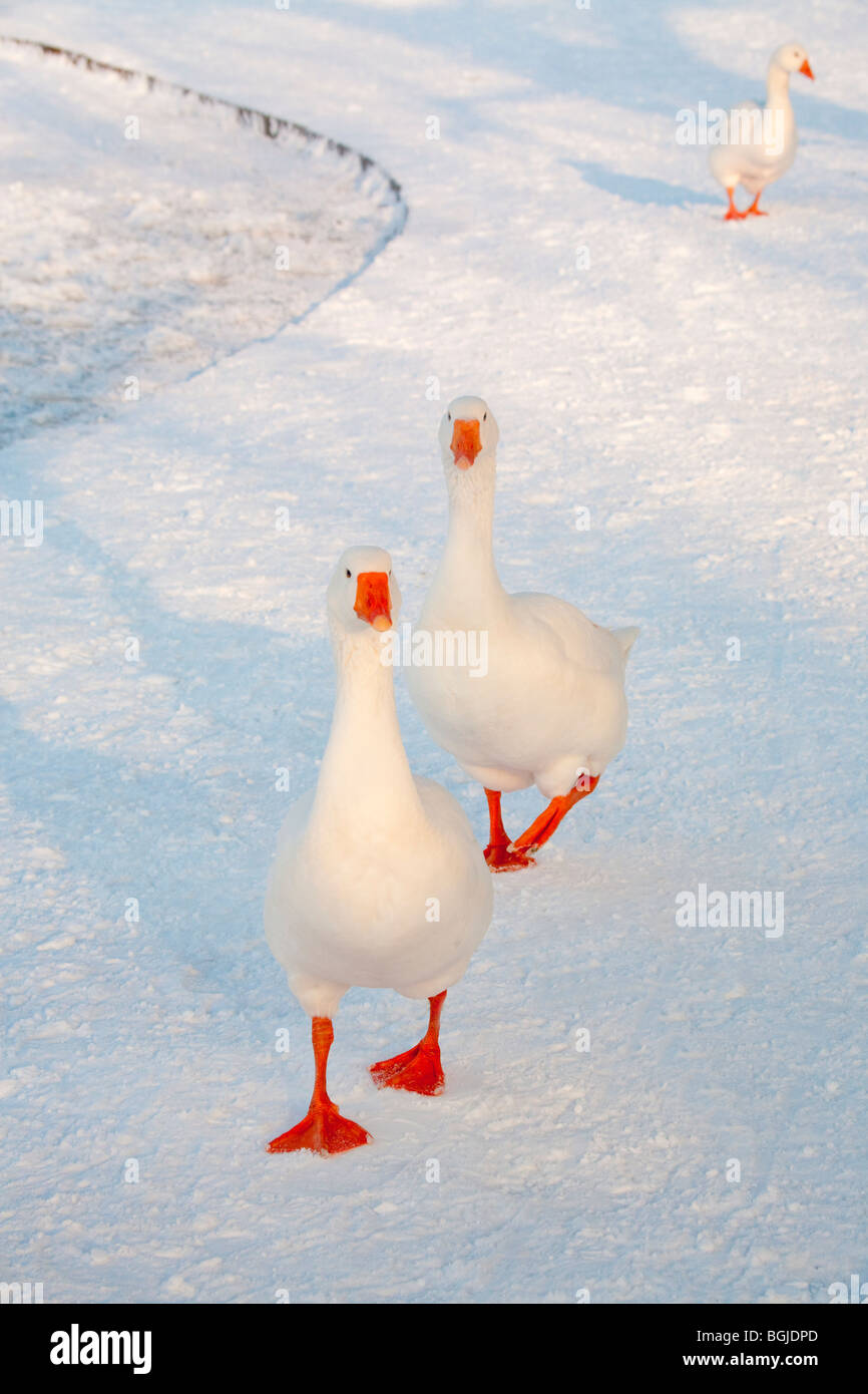 Schneegänse Gans Vogel Stockfoto
