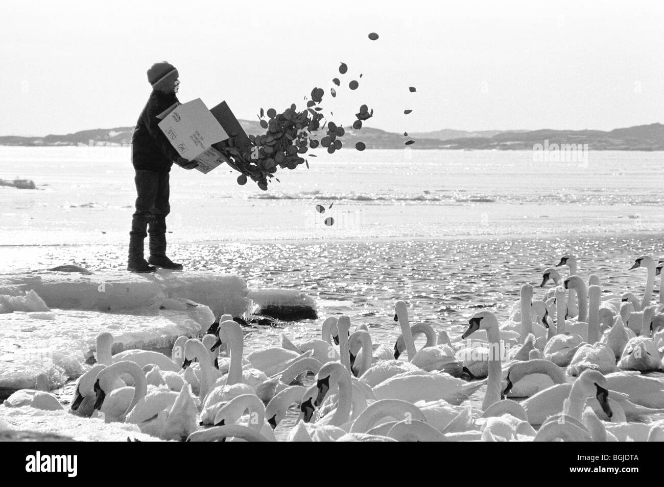 Schwäne gefangen vom Eis von Freiwilligen gefüttert. Schweden. Stockfoto